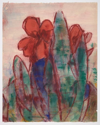 Red Canna Flowers