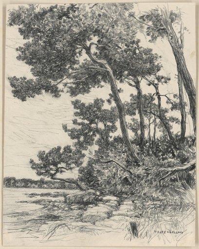 Pines on the shore of a lake