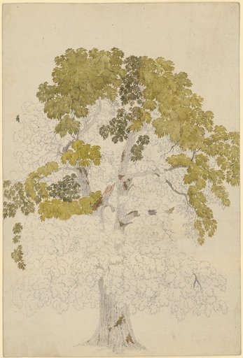 Broadleaf Tree