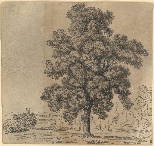 Large Broadleaf Tree in a Flat Landscape by the Riverbank