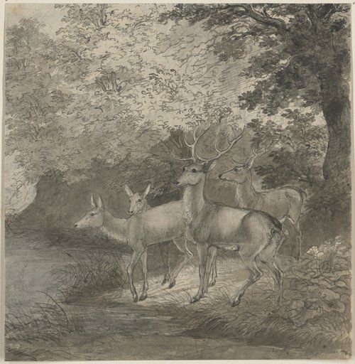 Stags and Hinds at Water in the Forest