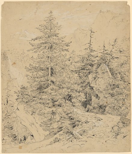 Forest Path in the Mountains. In the Background on the Left, a Waterfall