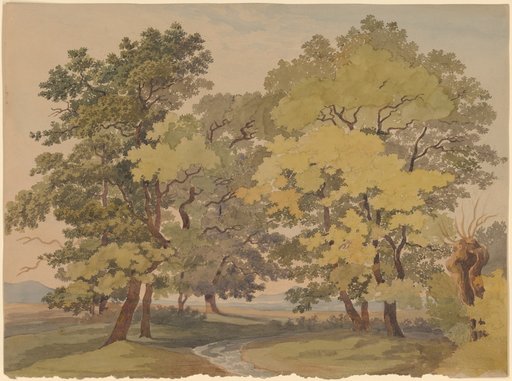 Road curve under shading trees