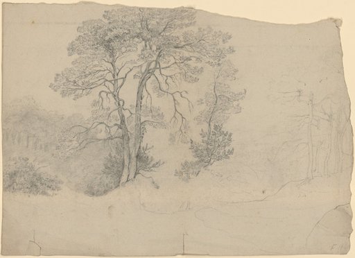 Tree studies on pines with a faint distant view over an Italian region