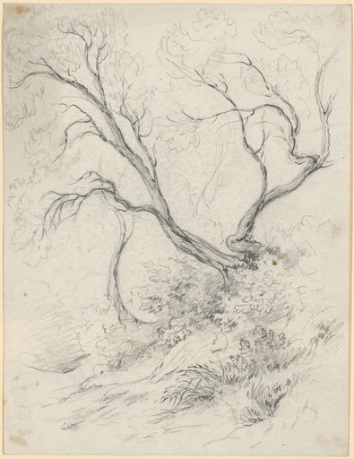 Tree study on terrain sloping to the left. Three small trunks grow crooked or bent from the undergrowth