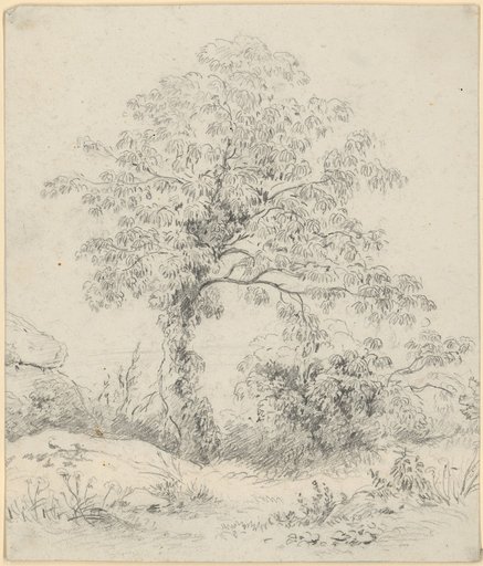Ivy-covered deciduous tree between rock formations and shrubbery