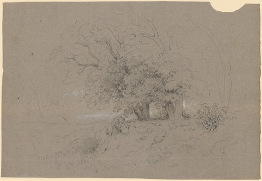 Group of trees with dense, widely spreading foliage before a deep horizon