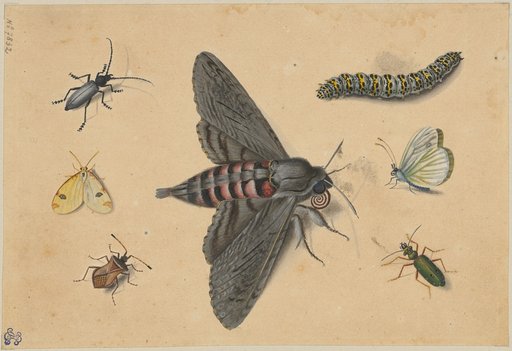 Owl butterfly, surrounded by three beetles, two day butterflies, and a caterpillar