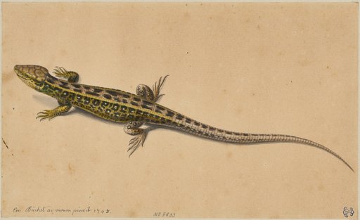 Lizard