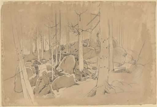 Beech forest with mossy rubble