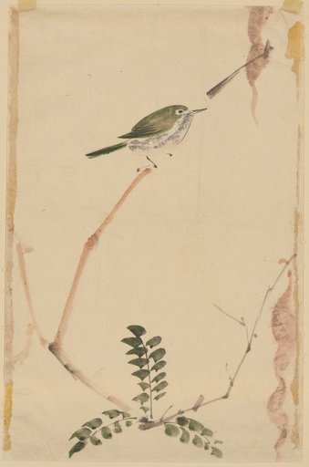 Bird on a Wisteria Vine