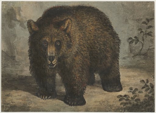 Brown Bear