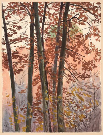 Autumnal Beech Trunks at Allschwil