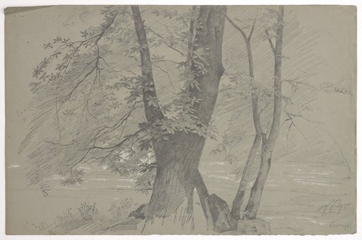 Chestnut Trees at Lavorgo