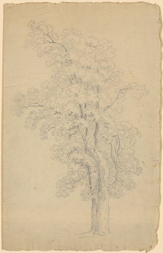Deciduous Tree with Three Main Branches and High Crown