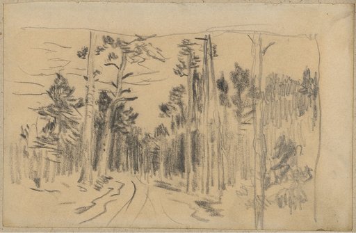 Path Through a Light Pine Forest