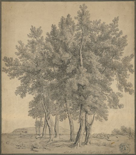 Laurel Trees in the Villa Borghese in Rome