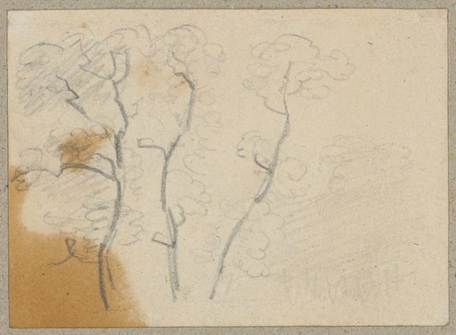 Three Deciduous Trees