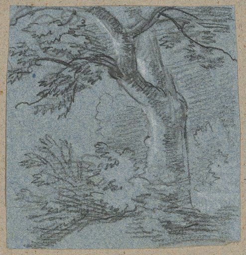 Tree Trunk Surrounded by Shrubs