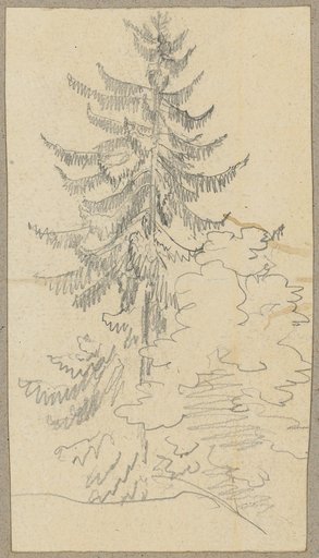 Fir Tree and Deciduous Tree