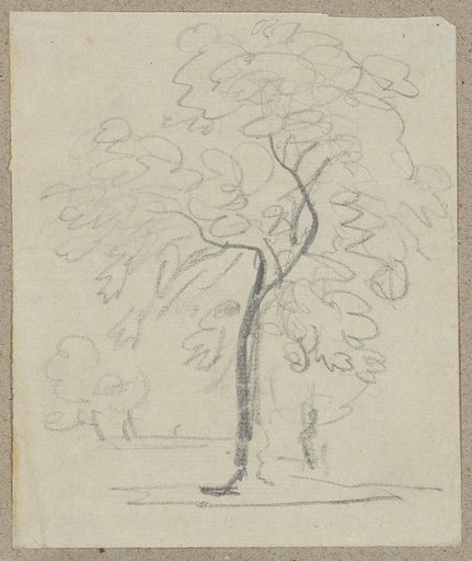 Single Deciduous Tree in Front of Trees in the Background
