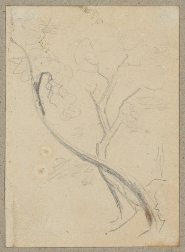 Two Deciduous Trees