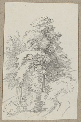 Group of Trees on Sloping Ground