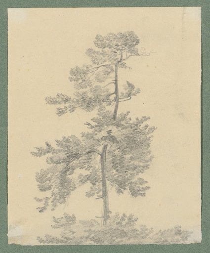 Tall Tree Developing to the Left on One Side