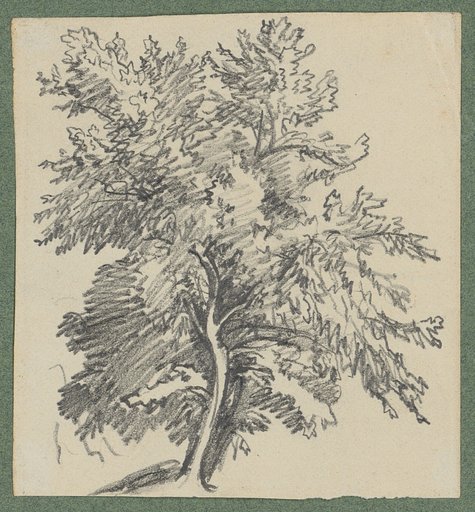 Deciduous Tree