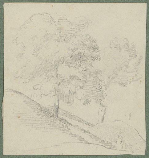 Two Deciduous Trees