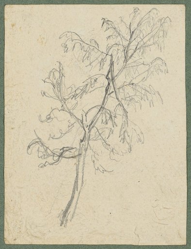 Deciduous Tree with a Broken Branch