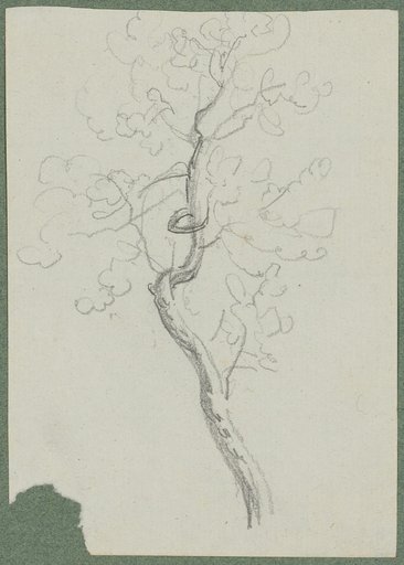 Deciduous tree leaning to the left