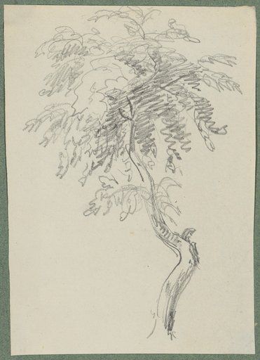 Deciduous tree with a curved trunk