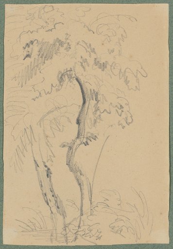 Two deciduous trees by the water