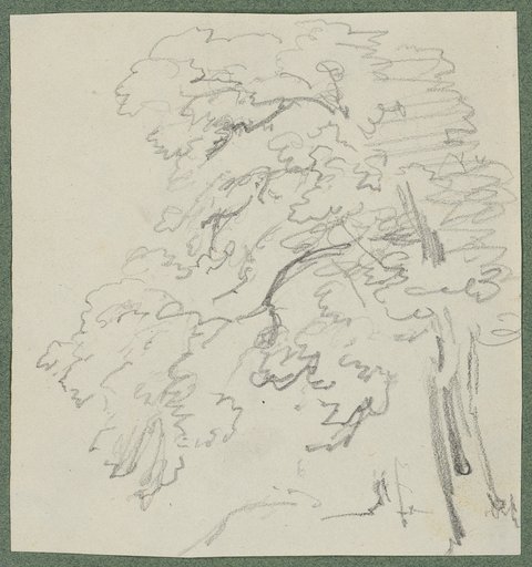 Row of trees with branches spreading to the left