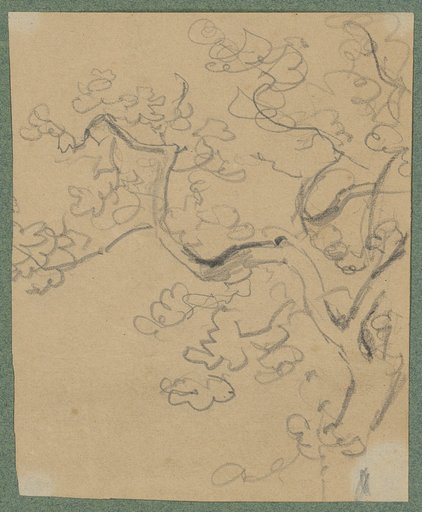 Trunk and branchwork of a deciduous tree