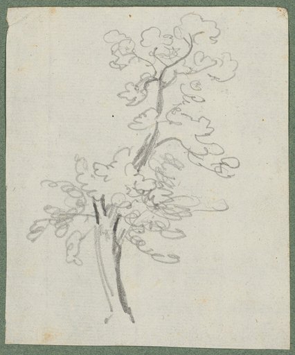 Deciduous tree