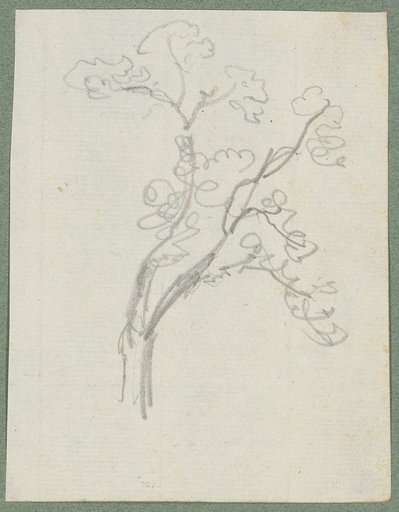 Deciduous tree with two main branches