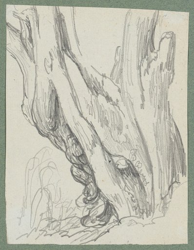 Tree trunk with two main branches