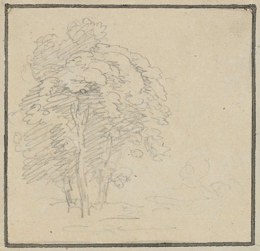 Group of trees