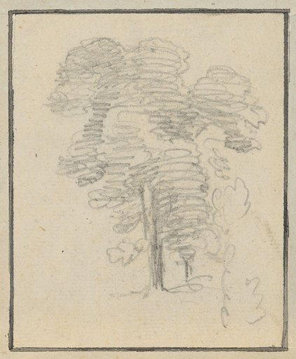 Group of trees