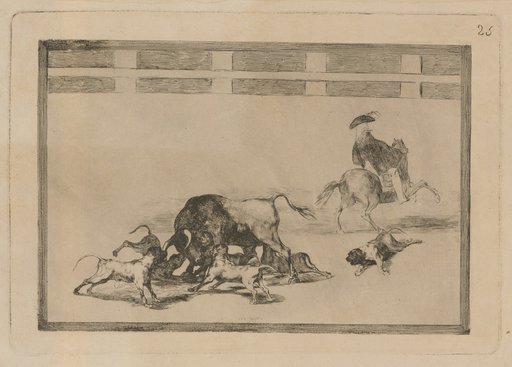 Dogs are released at the bull