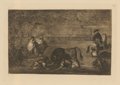 Dogs released on the bull