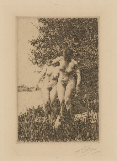Alder