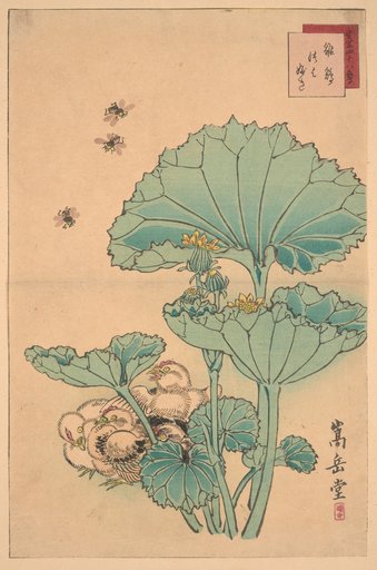 Chicken Chicks (niwatori no hina), Tsuwabuki