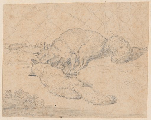 Two Playing Foxes