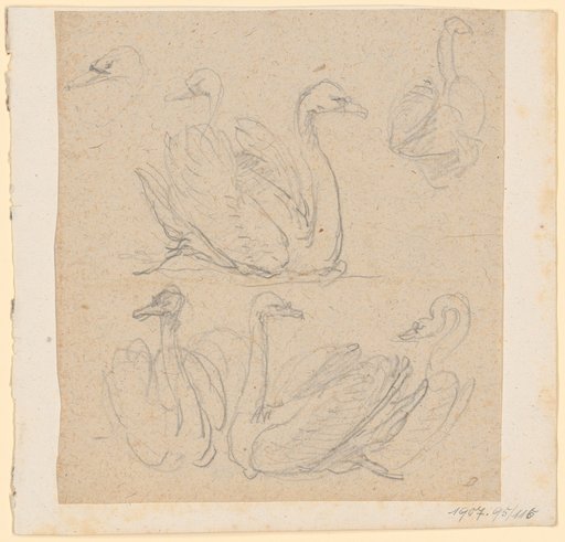 Swan Studies