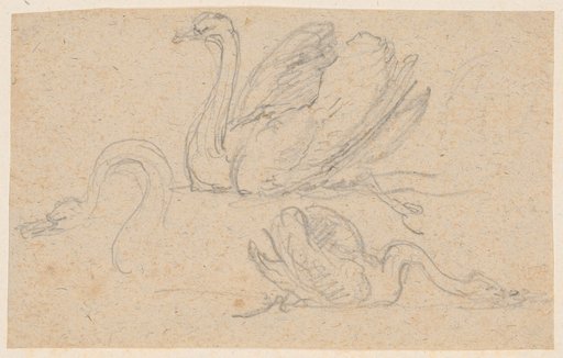 Swan Studies