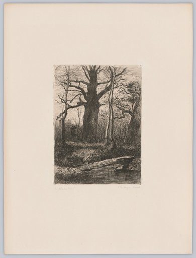 In the Allacher Forest