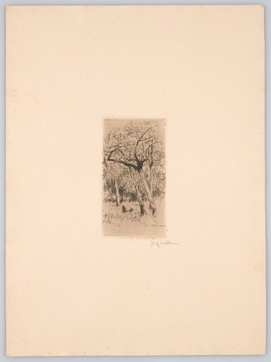 Young Fruit Trees in a Meadow